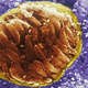 Toxoplasma gondii. Foto: David Ferguson